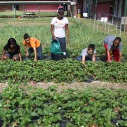 volunteers in the garden